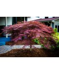 Acer palmatum Inaba-shidare